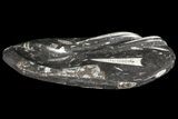 Decorative Tray with Orthoceras Fossils - Morocco #85337-1